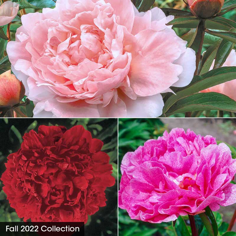 Classics for Cutting Peony Collection