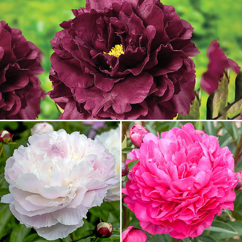 Most Fragrant Peony Collection