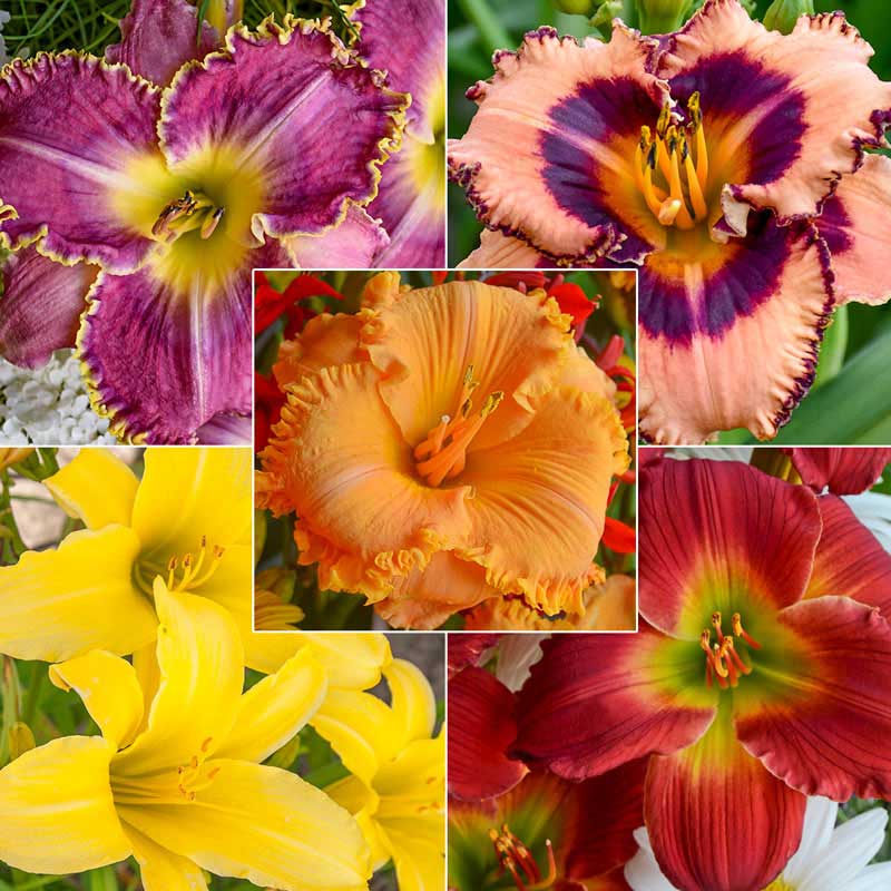 Summer Solstice Reblooming Daylilies - Buy Perennial Daylilies