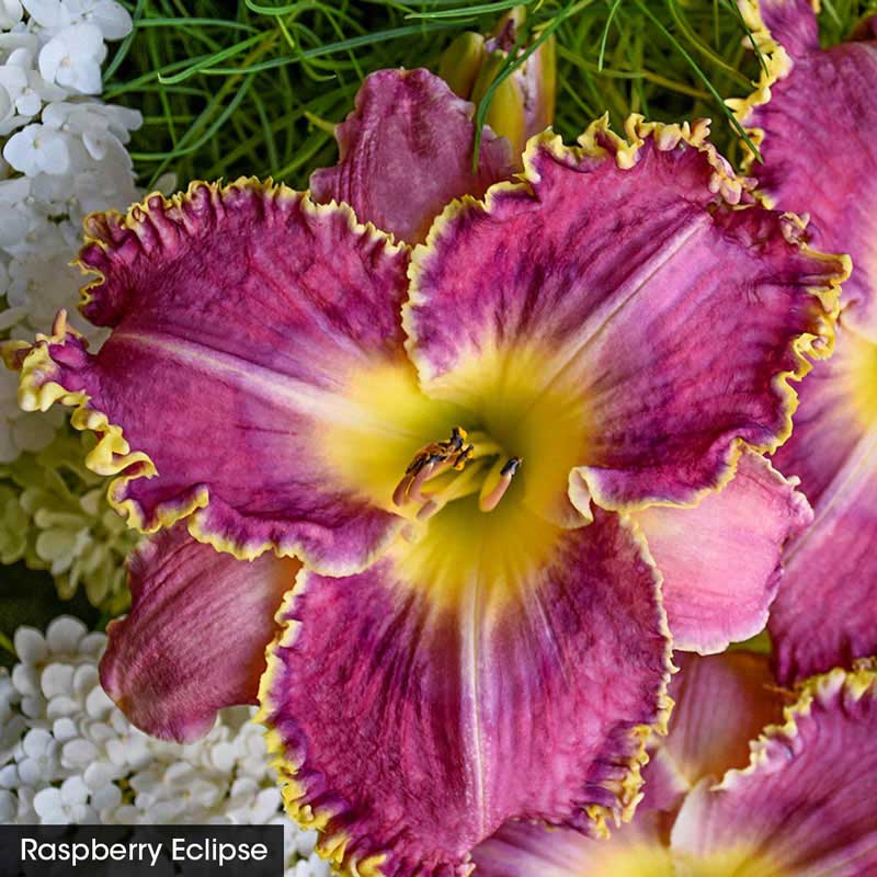 Summer Solstice Reblooming Daylilies - Buy Perennial Daylilies