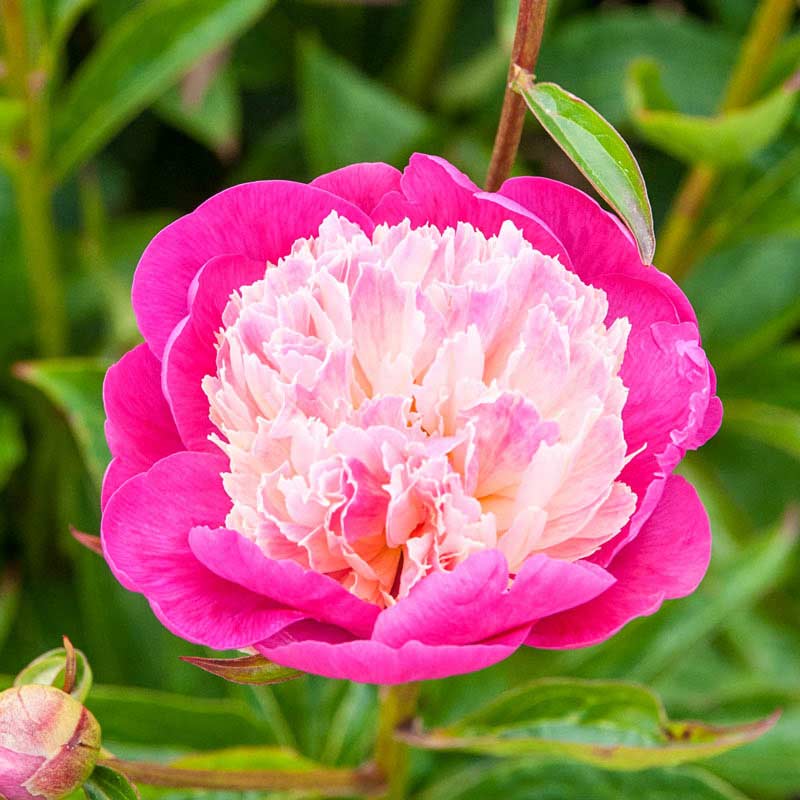 Gay Paree Peony