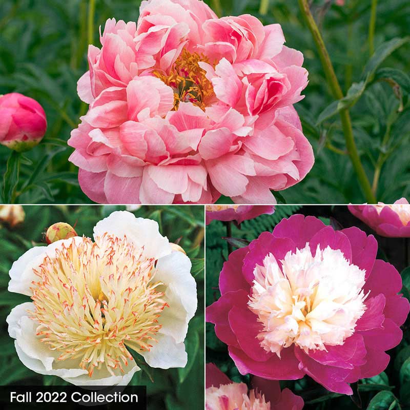 Fantastic Frills Peony Collection