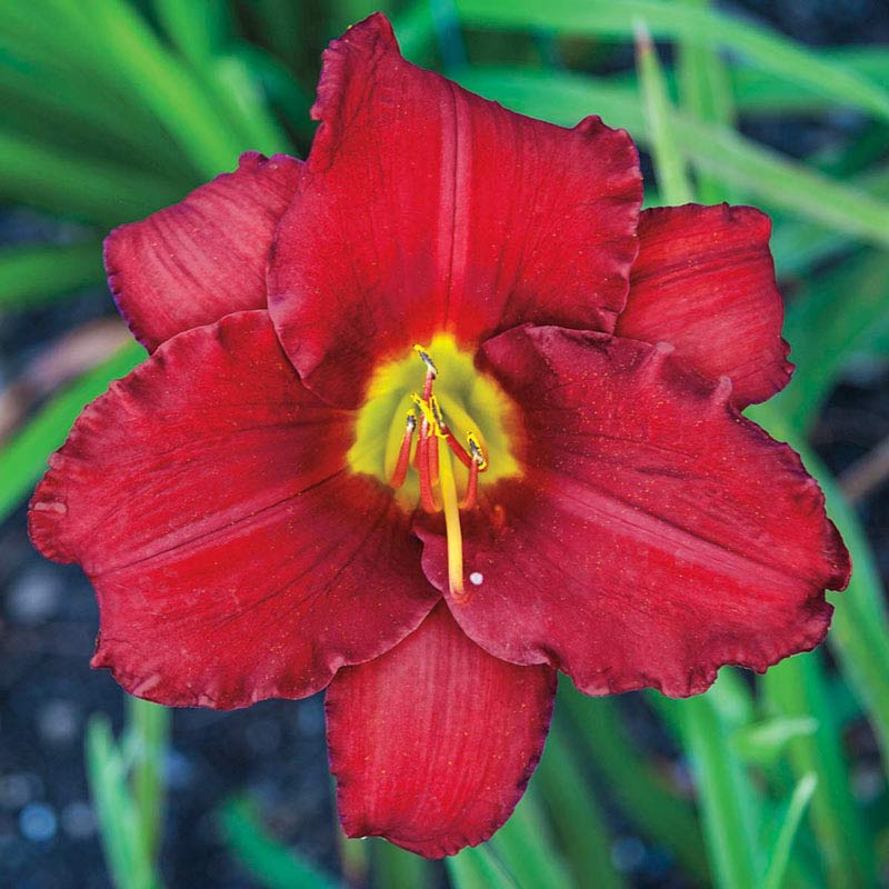 Red Razzmatazz Daylily