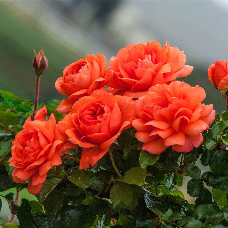 Above All Climbing Rose - Buy Roses