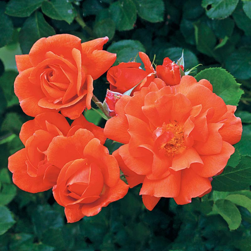 Above All Climbing Rose - Buy Roses