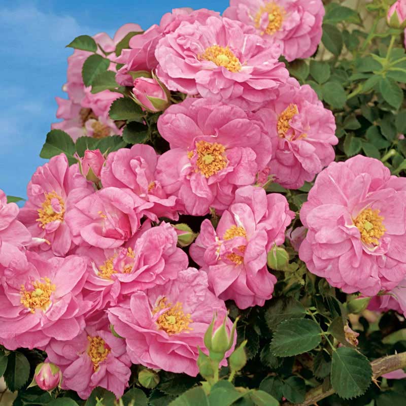 Cape Diamon Climbing Rose - Buy Roses