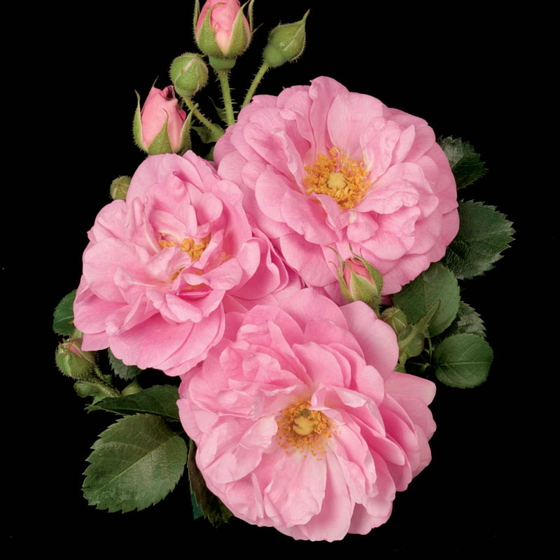 Cape Diamon Climbing Rose - Buy Roses