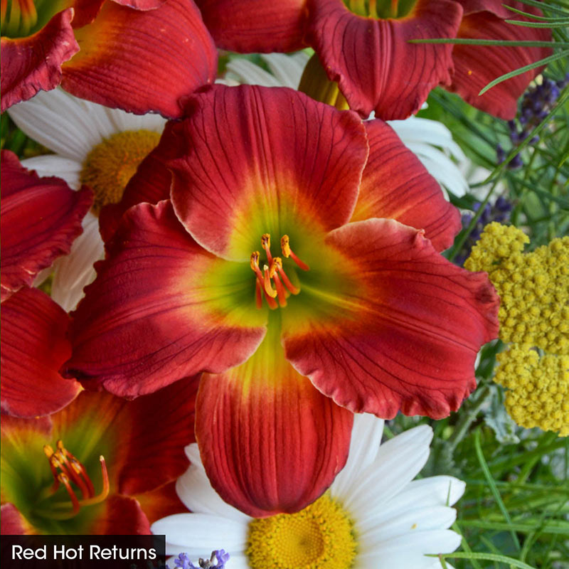 Classic Reblooming Daylily Collection