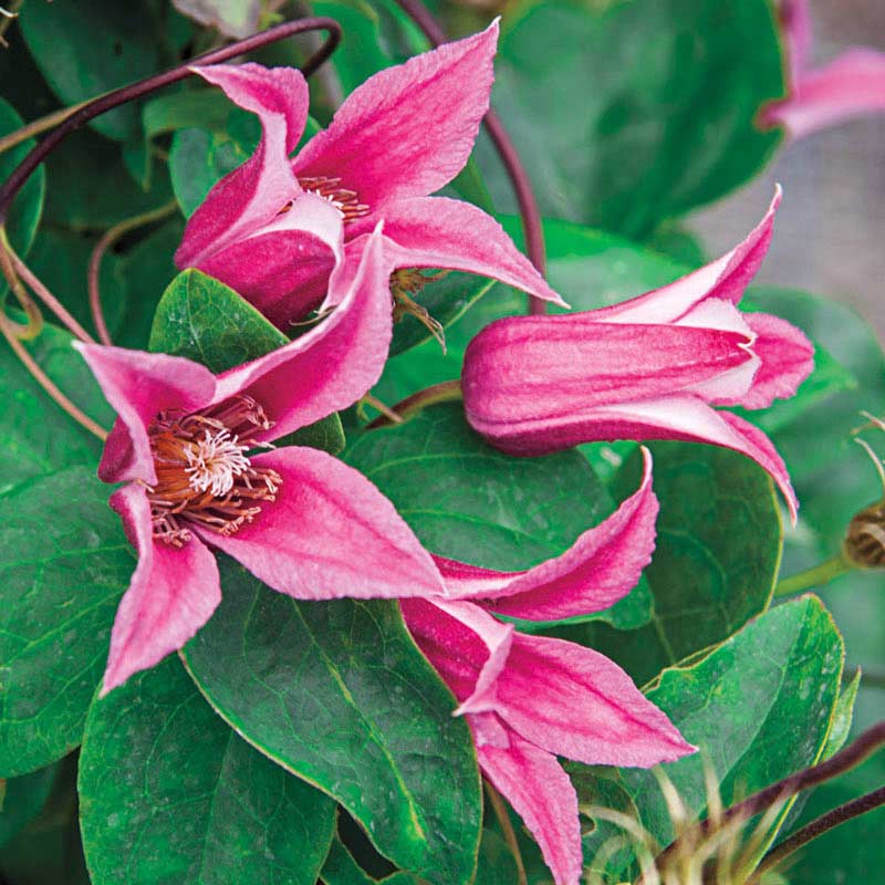 Clematis Duchess of Albany - Buy Clematis Vines