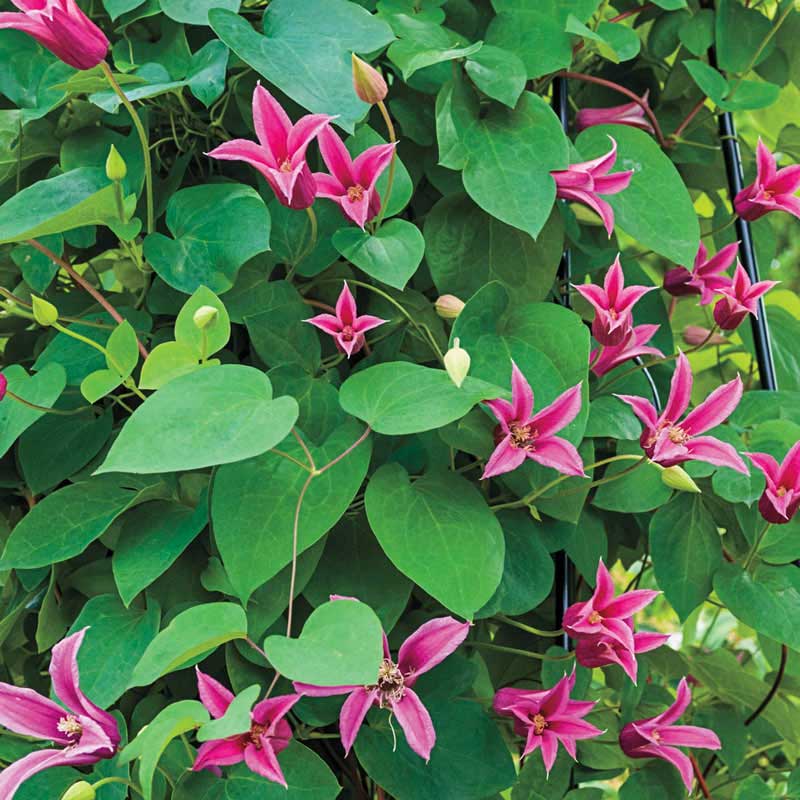 Clematis Duchess of Albany - Buy Clematis Vines