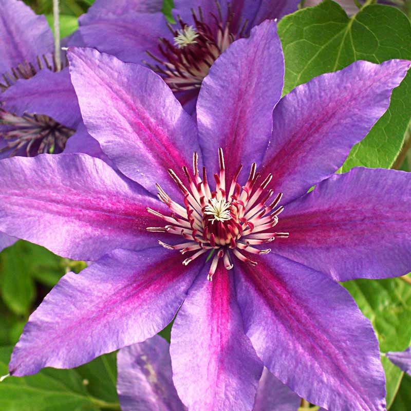 Starry Night Vancouver Clematis