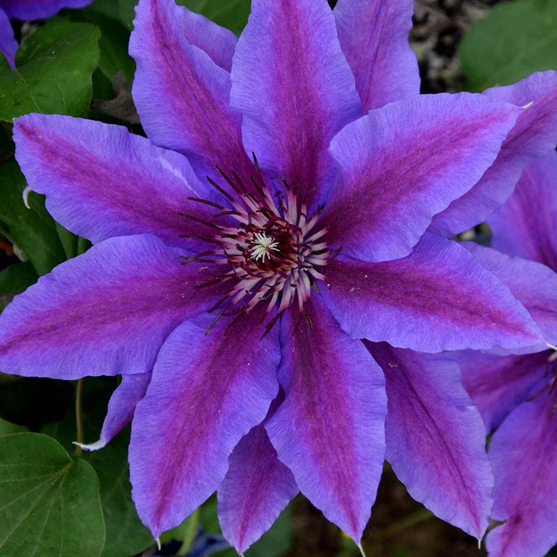 Starry Night Vancouver Clematis