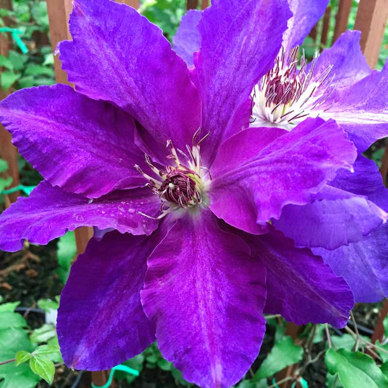 Plum Gorgeous Vancouver Clematis