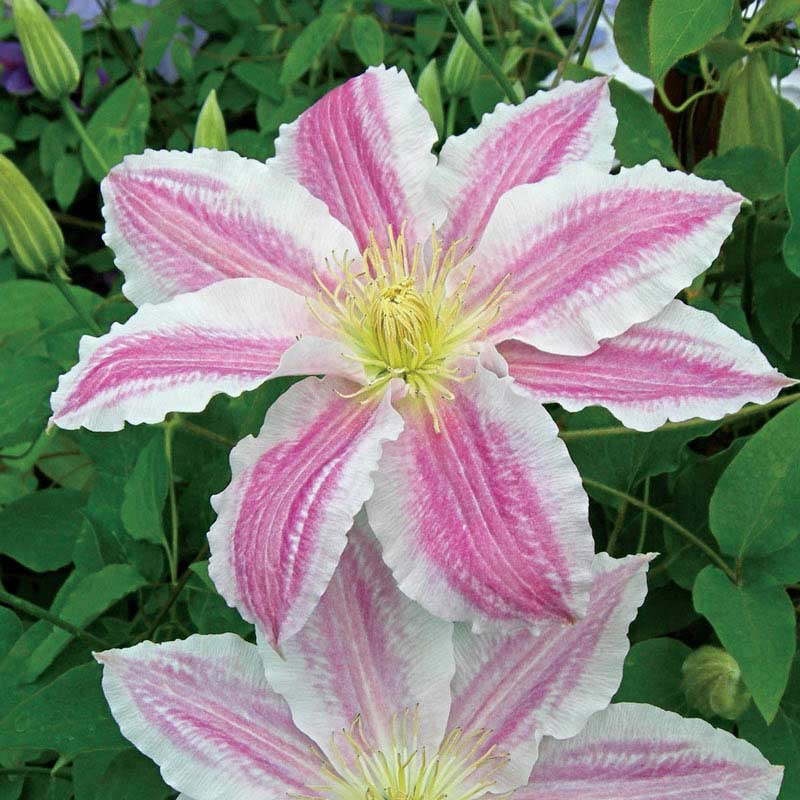 Cotton Candy Vancouver Clematis