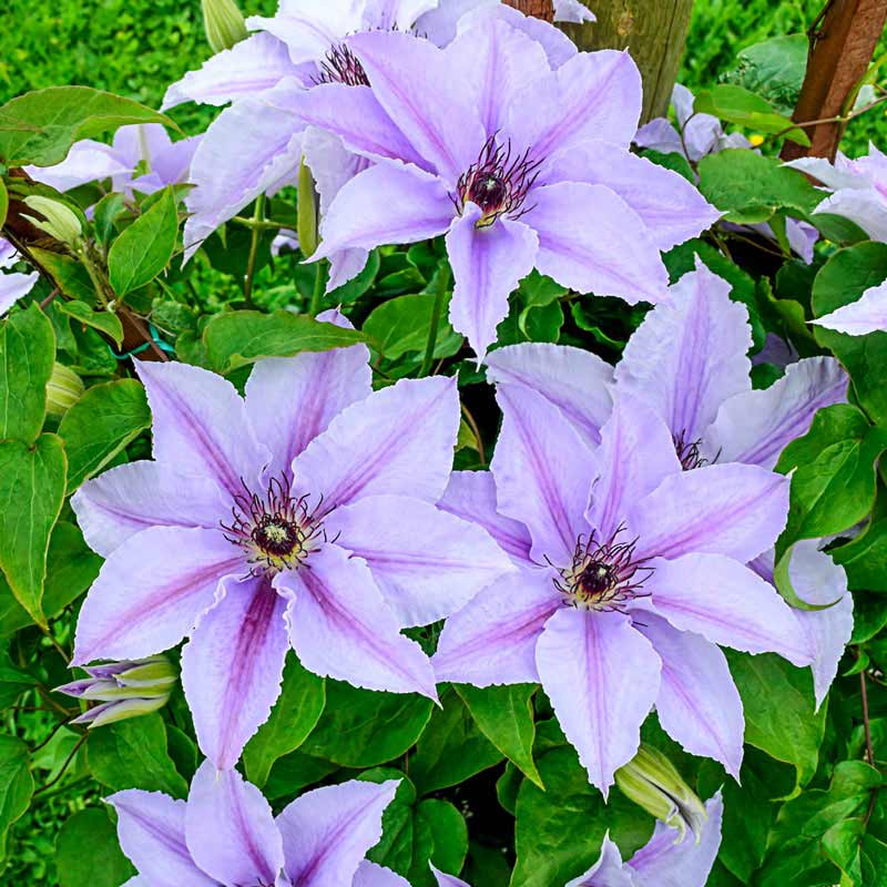 Deborah Dahl Vancouver Clematis