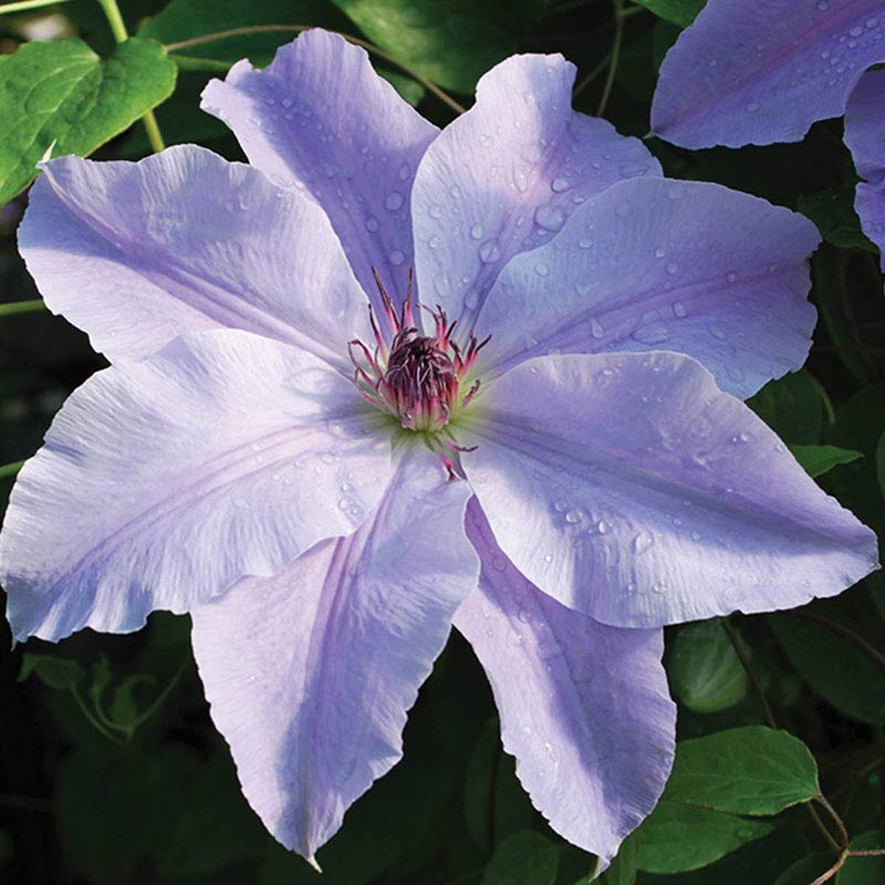 Deborah Dahl Vancouver Clematis