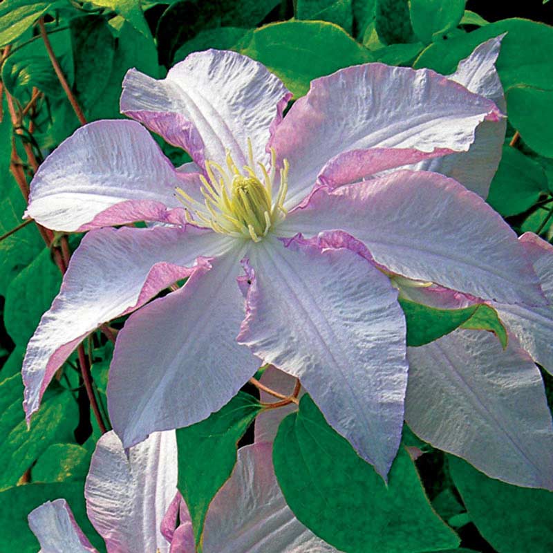 Morning Mist Vancouver Clematis