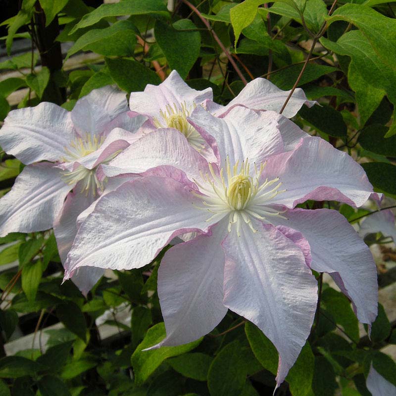 Morning Mist Vancouver Clematis