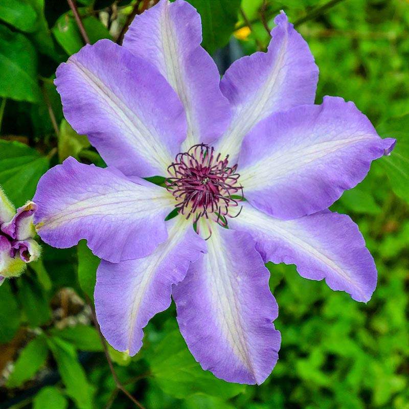 Daybreak Vancouver Clematis