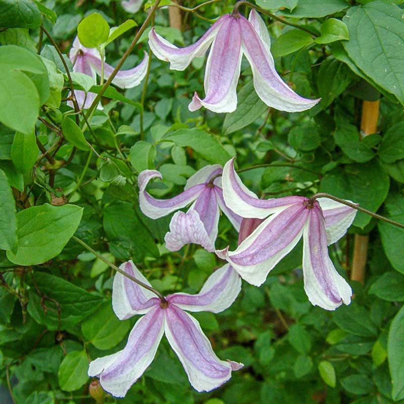 Clematis Pagoda - Shop Clematis