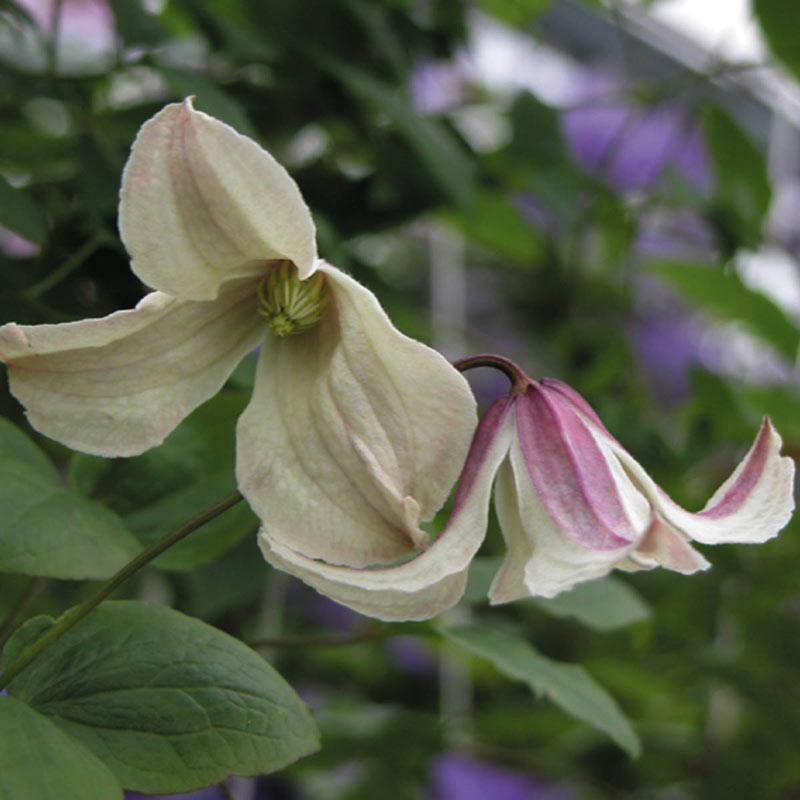 Clematis Pagoda - Shop Clematis