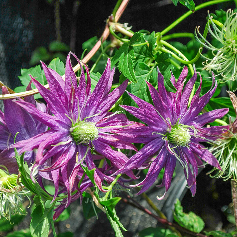 Clematis Joe Zary - Shop Clematis Vines