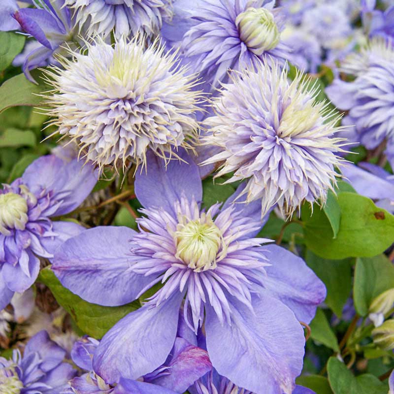 Clematis Blue Light - Shop Clematis