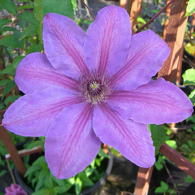 Clematis Horn of Plenty - Shop Clematis