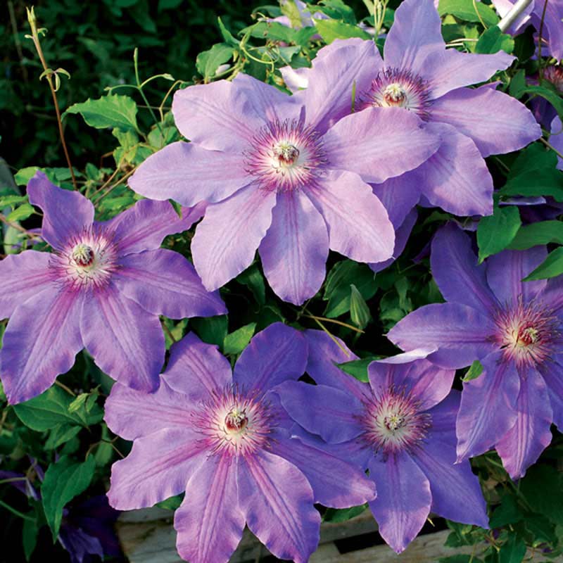 Clematis Horn of Plenty - Shop Clematis