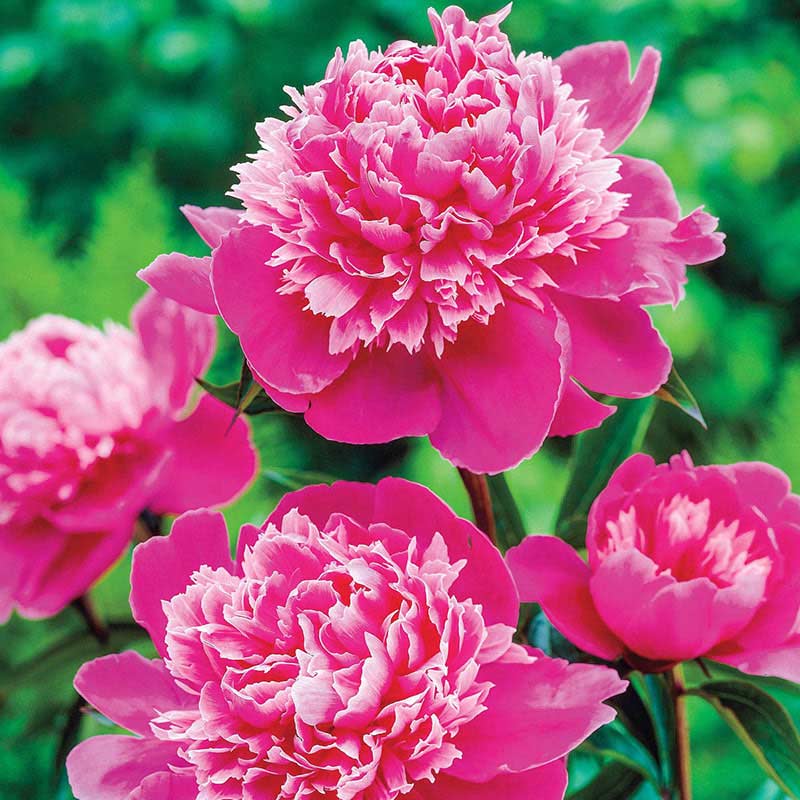 Madame Emile Debatene Peony At