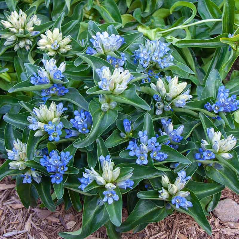 Blue Cross Gentian At Plantsrose