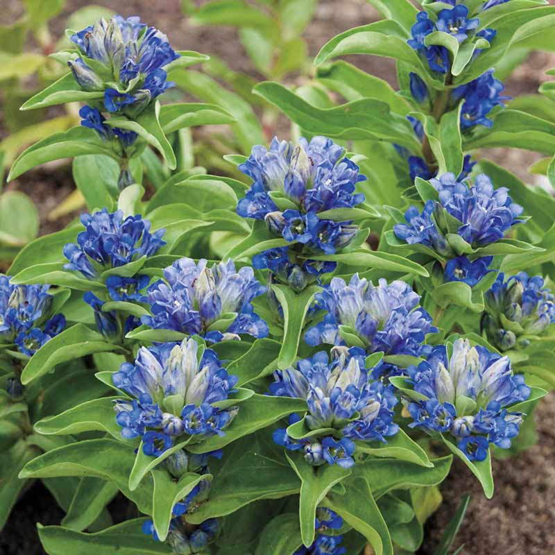 Blue Cross Gentian At Plantsrose