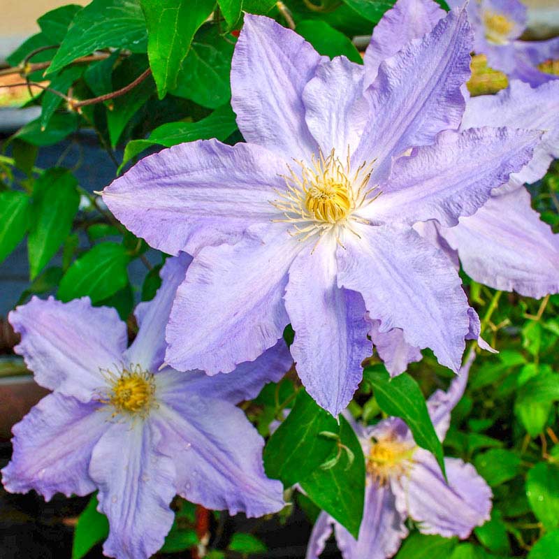 Sea Breeze Vancouver Clematis