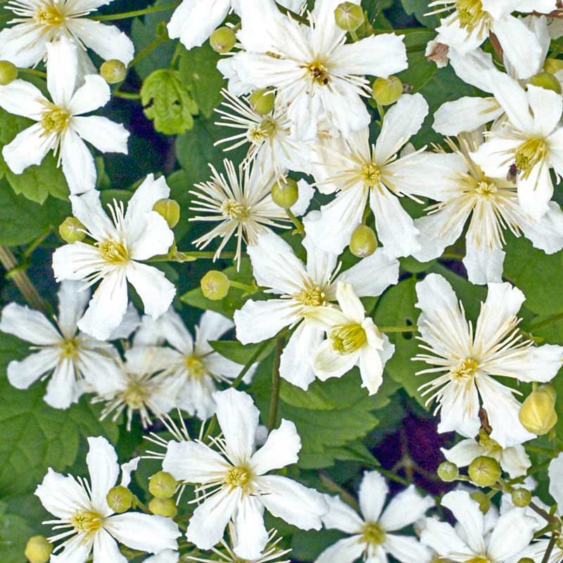 Clematis Summer Snow - Shop Clematis