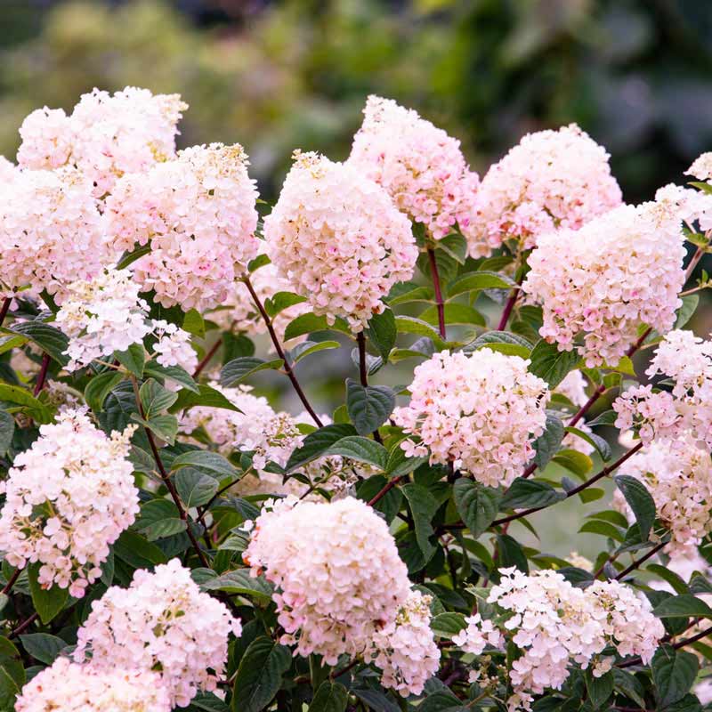 Strawberry Sundae Hydrangea | PlantsRose