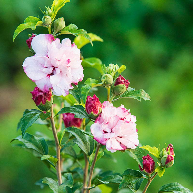 Danica Hardy Hibiscus