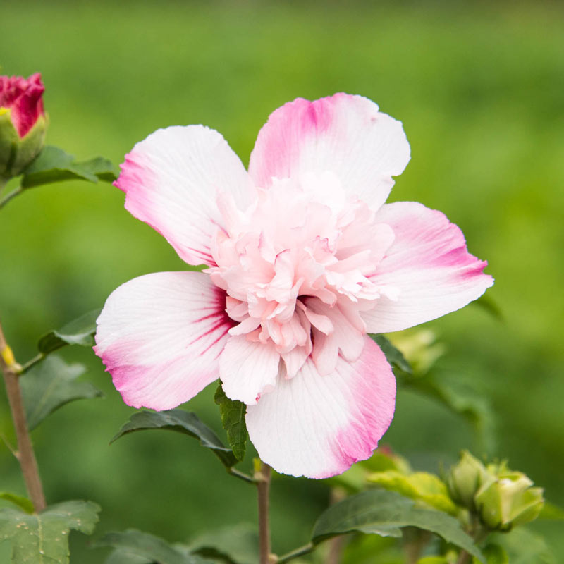 Danica Hardy Hibiscus