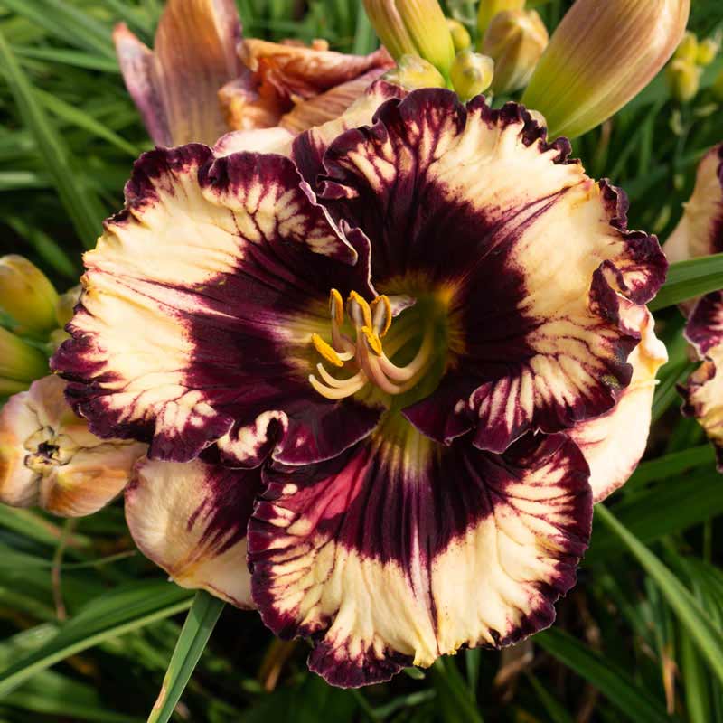 Moussaka Daylily