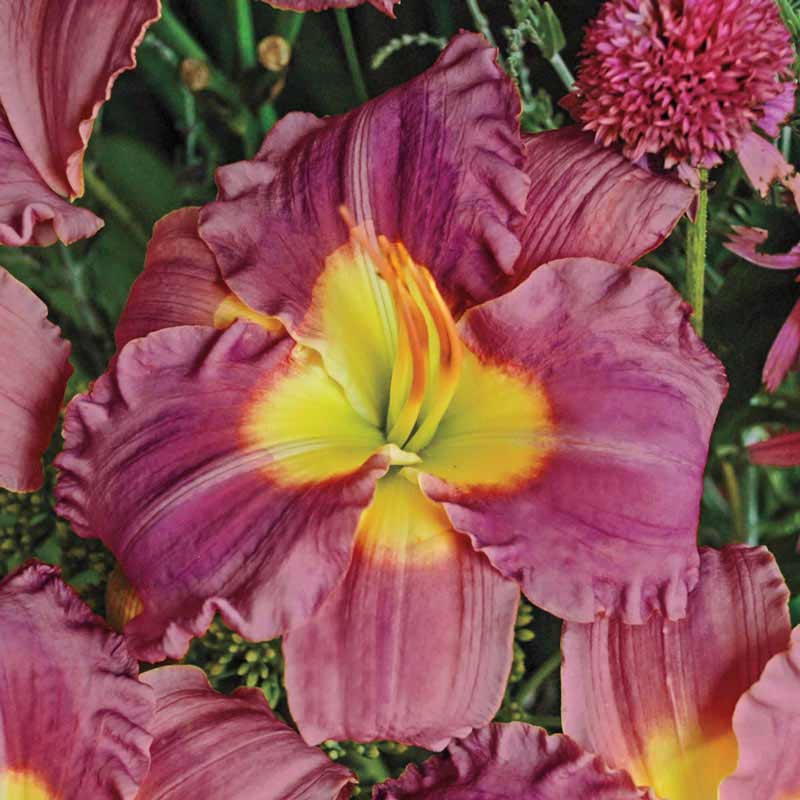 Stolen Treasure Daylily