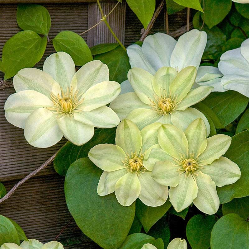 Guernsey Cream Clematis