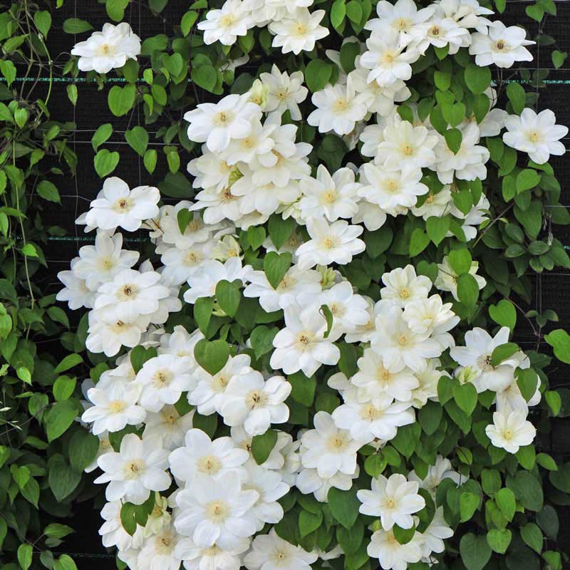 Guernsey Cream Clematis