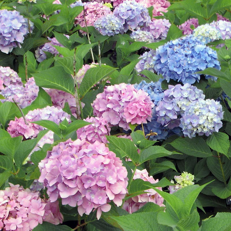 All Summer Beauty Hydrangea