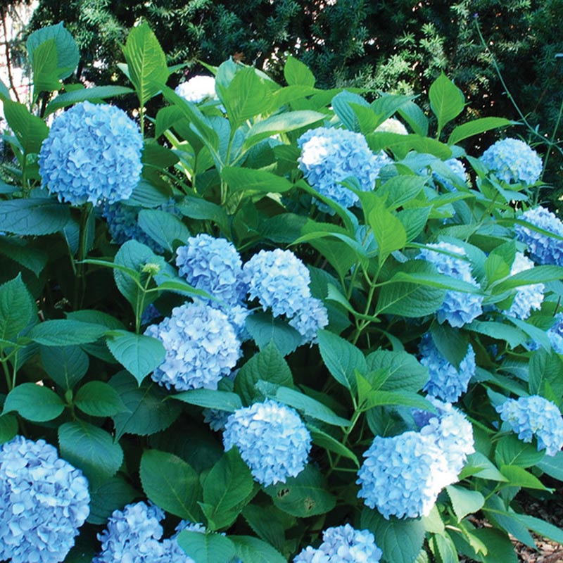 All Summer Beauty Hydrangea