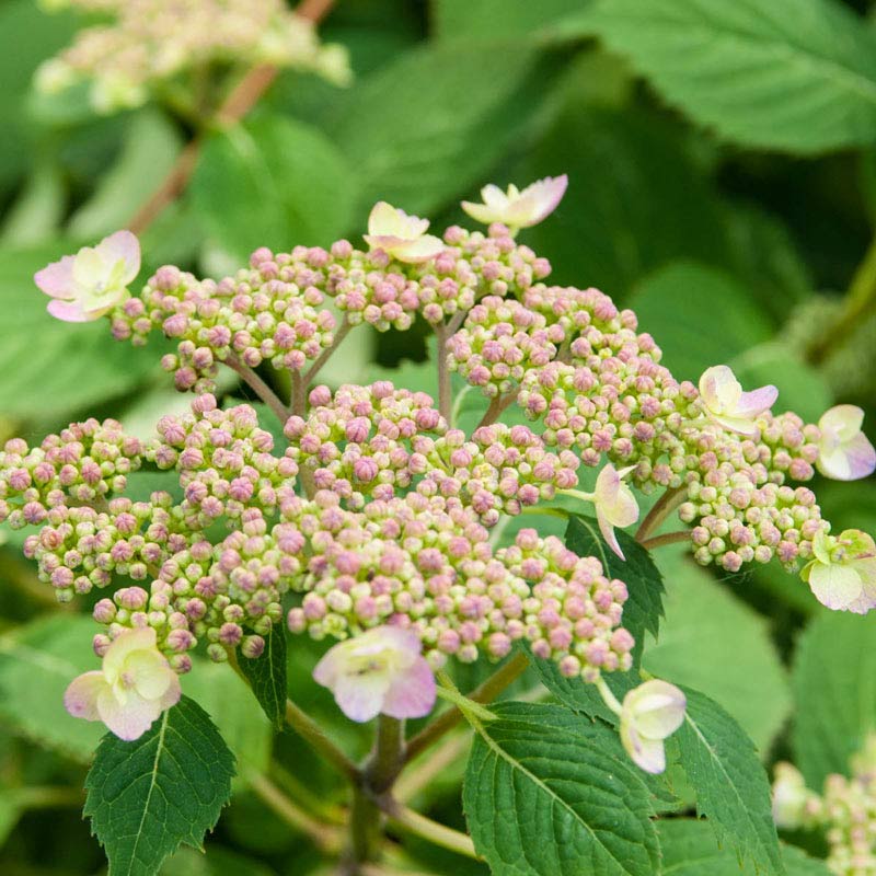 Blue Billow Hydrangea