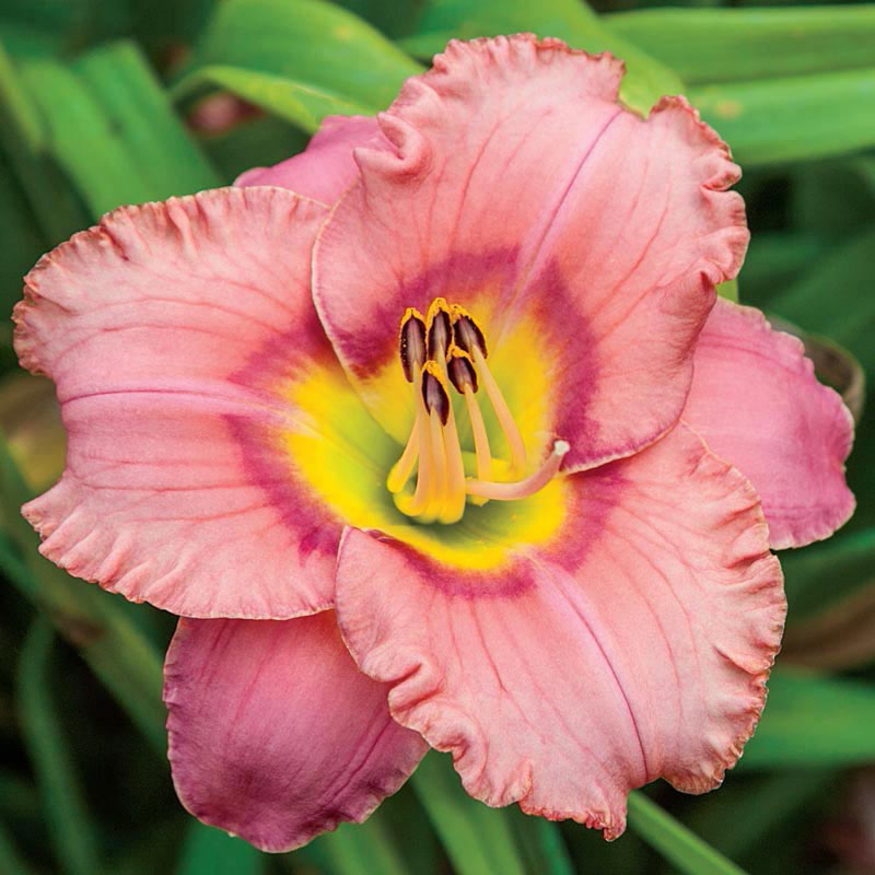 Elegant Candy Daylily