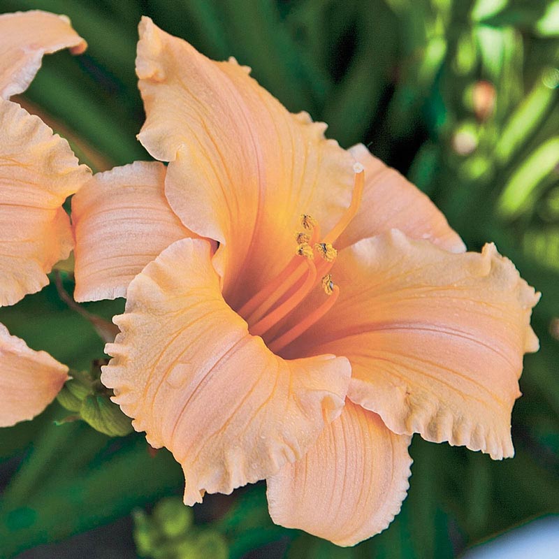 Apricot Sparkles Daylily