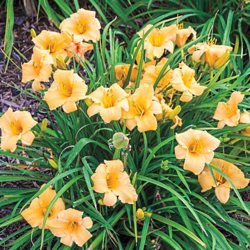 Apricot Sparkles Daylily