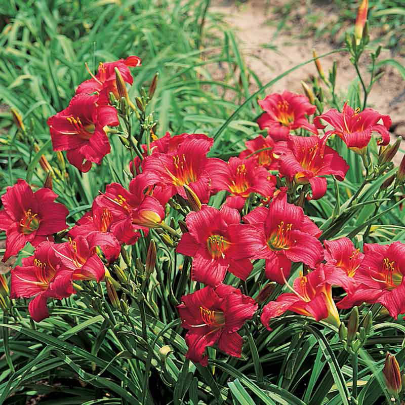 Little Business Daylily