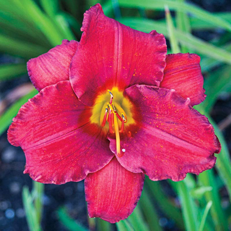 Little Business Daylily