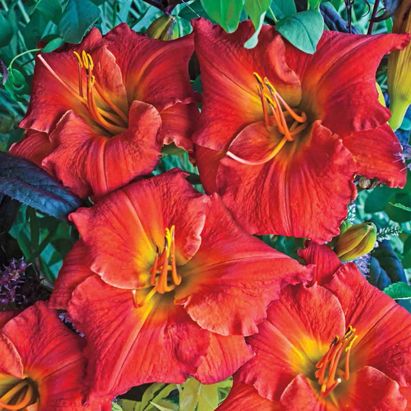 Desert Flame Daylily